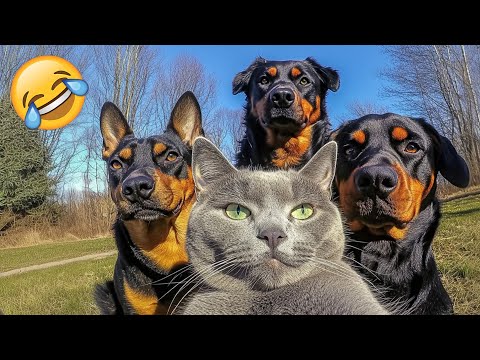 Видео: Постарайся не смеяться 😂 Самые смешные животные 2025 😹🐶 Часть 3