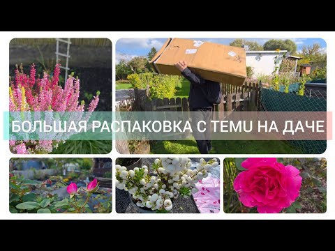 Видео: ДАЧНЫЙ ВЛОГ: РАСПАКОВКА С TEMU, УБОРКА ПРУДА И НОВЫЕ ЦВЕТЫ #temu#надаче#пруд#сажаюцветы#розы#тему