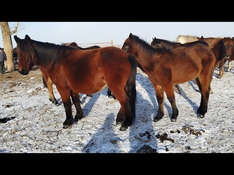 Видео: Жылқылар ауылға келді....🐎. Есілбай ауылы