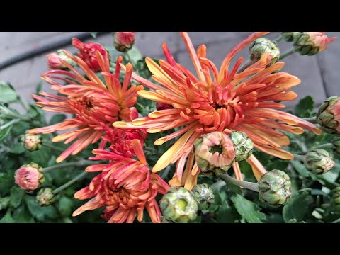 Видео: Нові сорти хризантем.З назвами ще до толку не розібралась.Етна,Жокей,Вегас,Гомпі,Маріелле