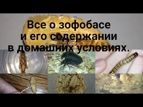 Видео: Зофобас, разведение и содержание в домашних условиях.