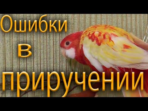 Видео: Попугай розелла. Что может усложнить приручение. Ошибки, трудности в приручении попугаев.