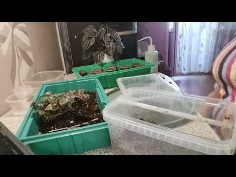 Видео: Рассаживаю деток Пеперомии! Первый опыт!  ☺😇🙃🌱🌱🌱