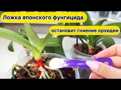 Видео: Так надо ОСТАНОВИТЬ ГНИЕНИЕ орхидей ТОПСИН-м для орхидеи и японский фунгицид
