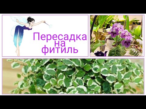 Видео: Пересаживаю на фитильный полив : фикус пумила уайт санни и стрептокарпус, + 🔥ЛАЙФХАКИ
