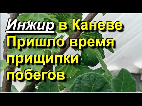 Видео: Инжир в Каневе. Первые зачатки фиг второго урожая. Пришло время прищипки побегов. 2024 05 29