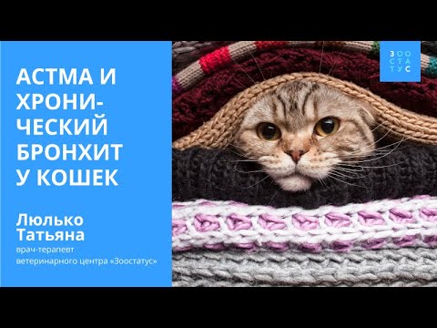 Видео: Астма у кошек