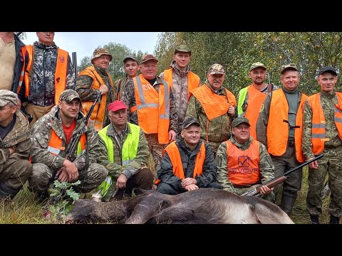 Видео: Супер открытие загонной охоты 2023.Добыли двух лосей и три косули