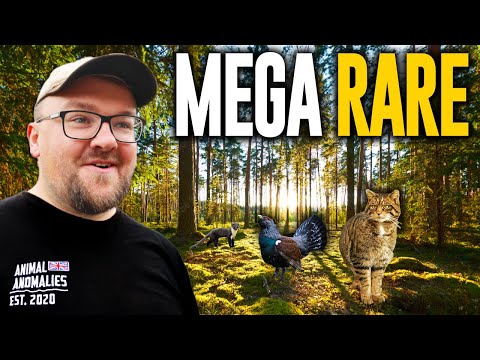 Видео: В поисках самых редких животных Великобритании