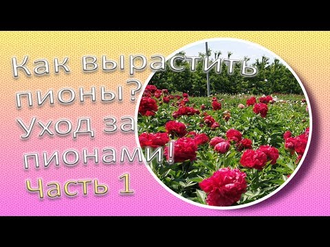 Видео: Как вырастить пионы? Уход за пионами! Часть 1 / Сад Ворошиловой