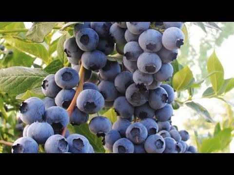 Видео: Подготовка голубики к зимовке и закладке цветочных почек !!!