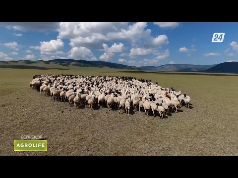 Видео: Қазақ қойы қашан 50 миллион басқа жетеді? | AgroLife