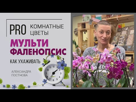 Видео: Орхидея Фаленопсис мультифлора или мультицветковый - нежные создания, усыпанные цветами бабочками.