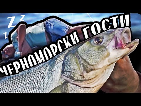Видео: Тлъст ЧЕРНОМОРСКИ ЛАВРАК ни дойде на гости!