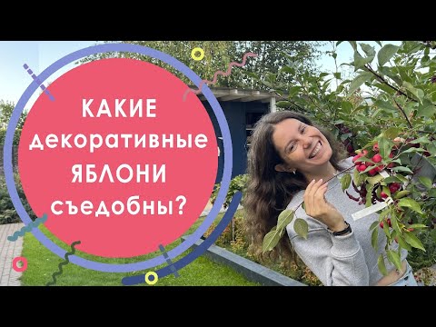 Видео: Какие декоративные яблони съедобные? Обзор плодов декоративных яблонь по виду и вкусу