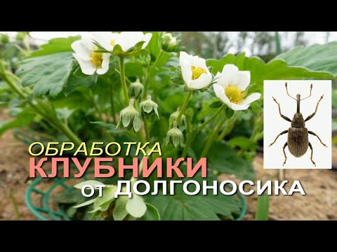 Видео: ДОЛГОНОСИК на клубнике. Как бороться во время цветения и плодоношения! Советы от ЗЕЛЕНОГО ОГОРОДА!