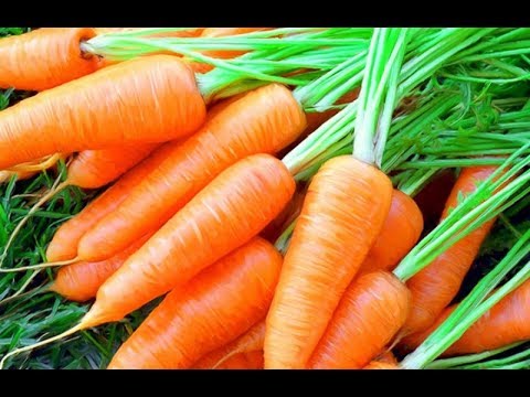 Видео: САМАЯ УРОЖАЙНАЯ И ВКУСНАЯ МОРКОВЬ: СОРТА И ГИБРИДЫ