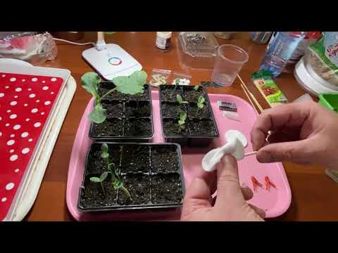 Видео: Прививаем арбузы. Мастер- класс!