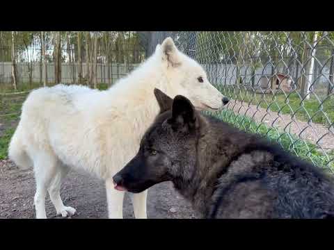 Видео: Канадская волчица защищает человека от вожака🐺❤️ Алмаз чуть не съел нашего кота😱