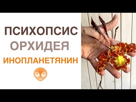 Видео: Психопсис - орхидея ИНОПЛАНЕТЯНИН 👽 Новое видео Ольги Самоненко🥳