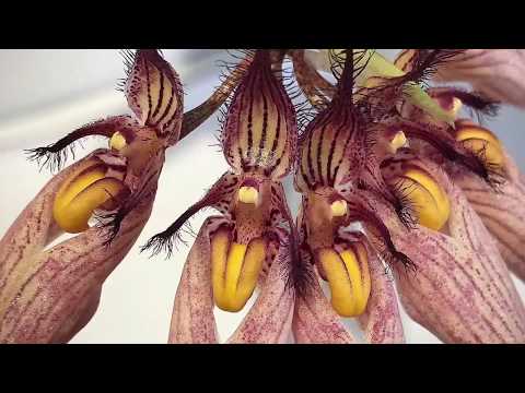 Видео: Bulbophyllum Louis Sander... посадка , уход