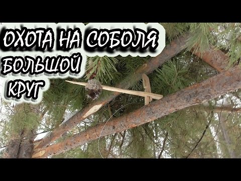 Видео: Охота на соболя с лайками.Ушли на дальняк