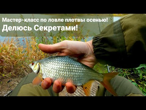 Видео: Как ловить крупную плотву на фидер осенью. Делюсь секретом