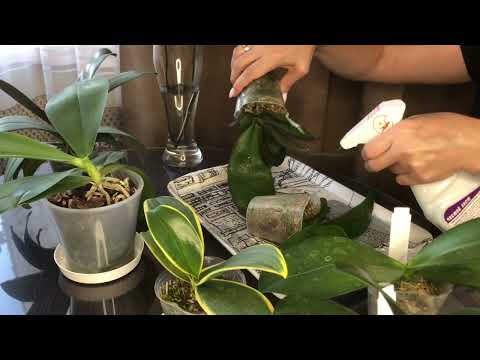 Видео: Орхидеи во мхе уход и обработка