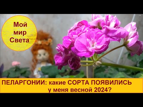 Видео: ПЕЛАРГОНИИ: мои НОВИНКИ и НЕновинки