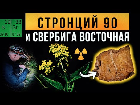 Видео: ☢ Стронций 90 и Свербига восточная.