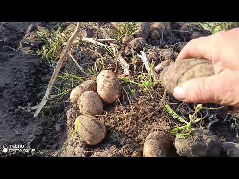 Видео: Картошка, урожай 2025г.