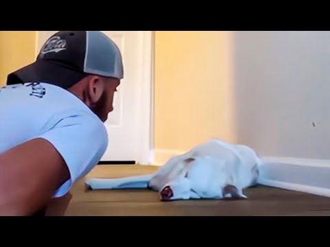 Видео: Парень показал как будет слепую и глухую собаку, после чего люди не смогли сдержать слез