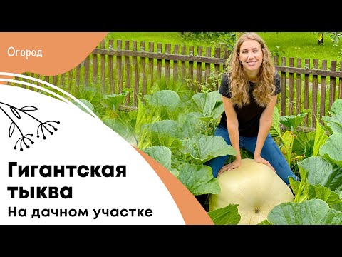 Видео: Гигантская тыква выращивание в домашних условиях