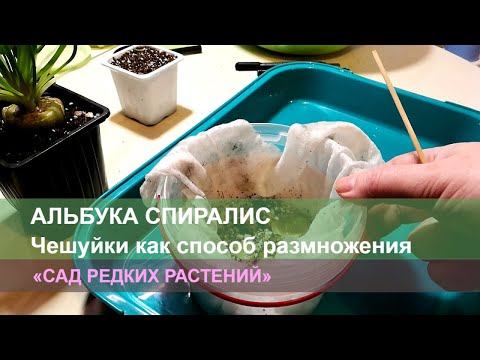 Видео: Размножение альбуки. Чешуйкование, часть 1. Удивительный способ размножения спаржевых.