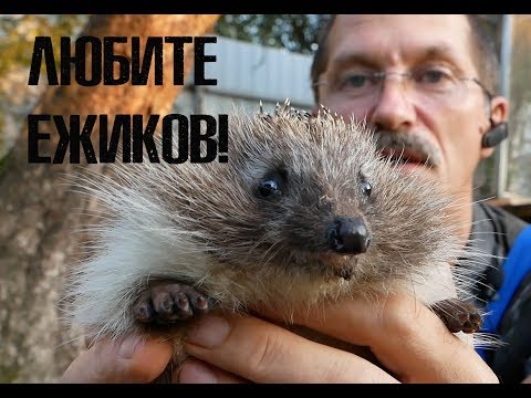 Видео: Любите ёжиков!