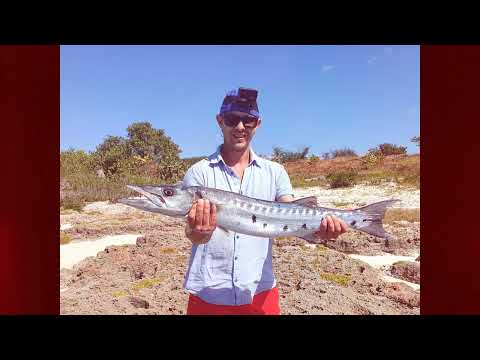 Видео: Капитальные барракуды, рыбалка с берега на Кубе