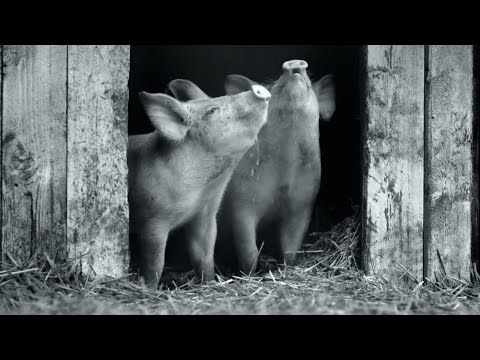 Видео: Вселенная одной свиньи. Как "Гунда" Косаковского меняет наш взгляд на мир