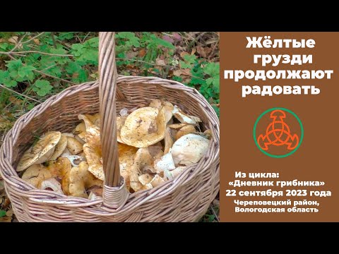 Видео: Жёлтые грузди продолжают радовать! Дневник грибника 22 сентября 2023 года.