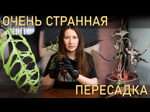 Видео: ОЧЕНЬ странные ПЕРЕСАДКИ