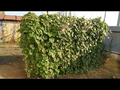 Видео: Картина печальная - погребе крысы. Доделала отмостку.