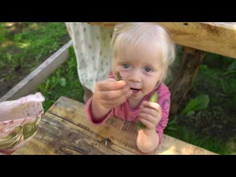 Видео: Начало лета в деревне. На грядках уже растет зелень и можно приготовить щавелевый суп. АСМР
