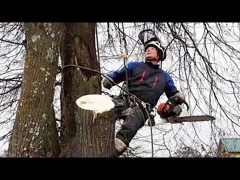 Видео: Арбористика работа на высоте от первого лица