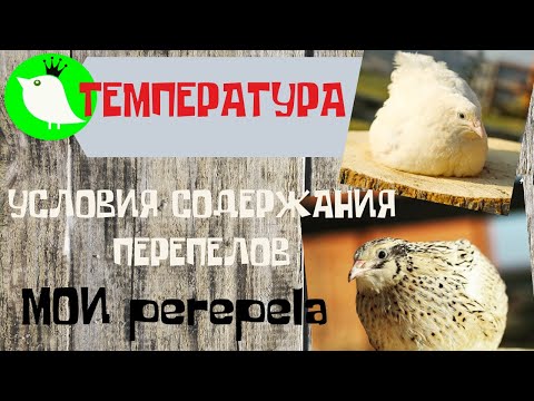 Видео: Условия содержания перепелов. Температура. МОИ перепела