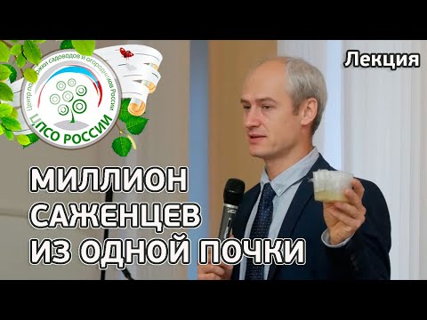 Видео: Миллионы саженцев из одной почки. Вегетативный метод размножения ягодных культур IN VITRO. Лекция.