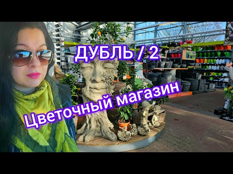 Видео: ОГРОМНЫЙ ОБЗОР КОМНАТНЫХ РАСТЕНИЙ В ЦВЕТОЧНОМ МАГАЗИНЕ В ГЕРМАНИИ. ДУБЛЬ2.#цветы #обзор #влог #