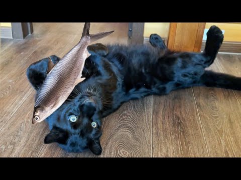 Видео: Как рыбачит пантера Луна🐆🎣 Реакция леопарда на живую рыбу 😁