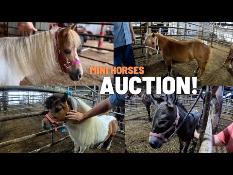Видео: Покупка мини-лошади на аукционе — не одной, а ДВУХ!
