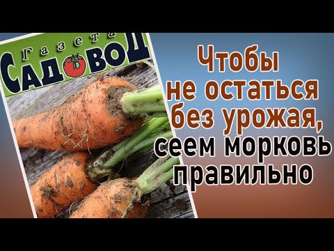 Видео: Чтобы не остаться без урожая, сеем морковь правильно