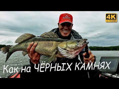 Видео: Удачно попал на клёв судака. Рыбалка с Garmin panoptix livescope