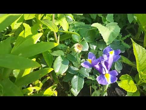 Видео: Влог:дача без прикрас 6+Кузнецкая природа